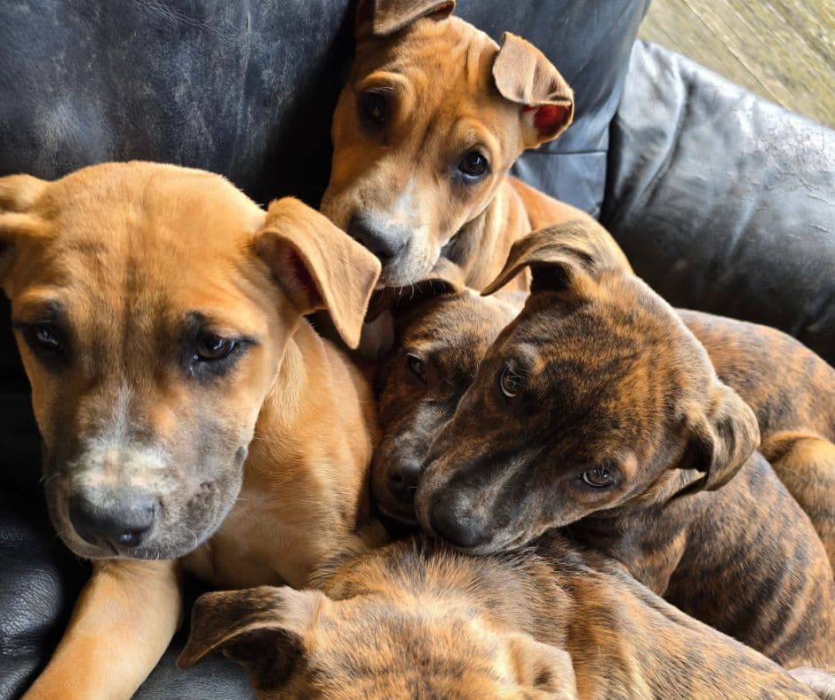 Bella and her puppies