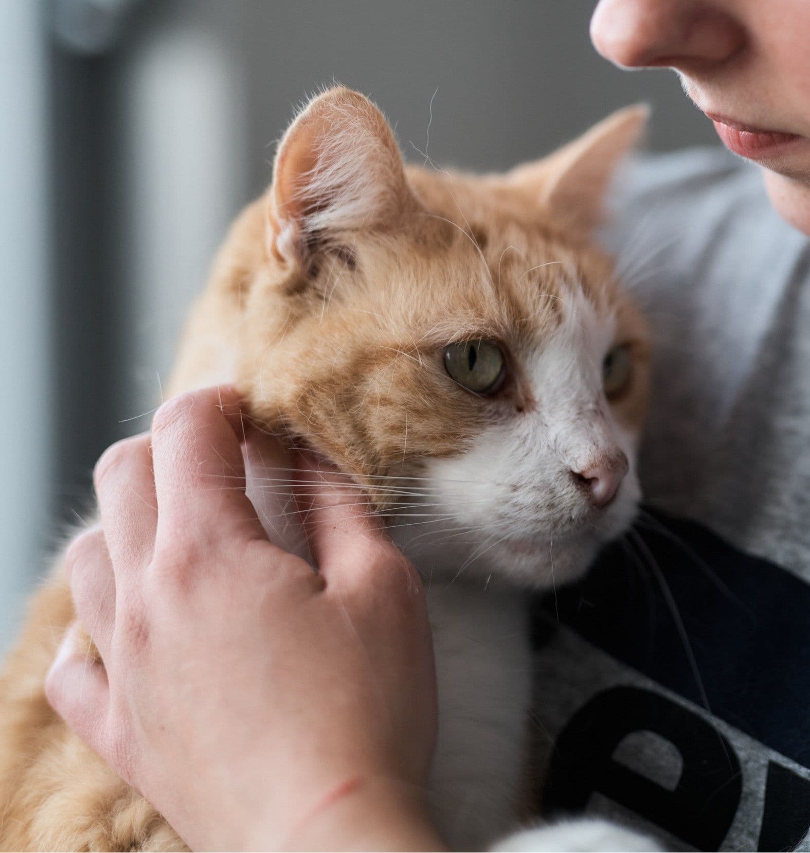 Cat being held