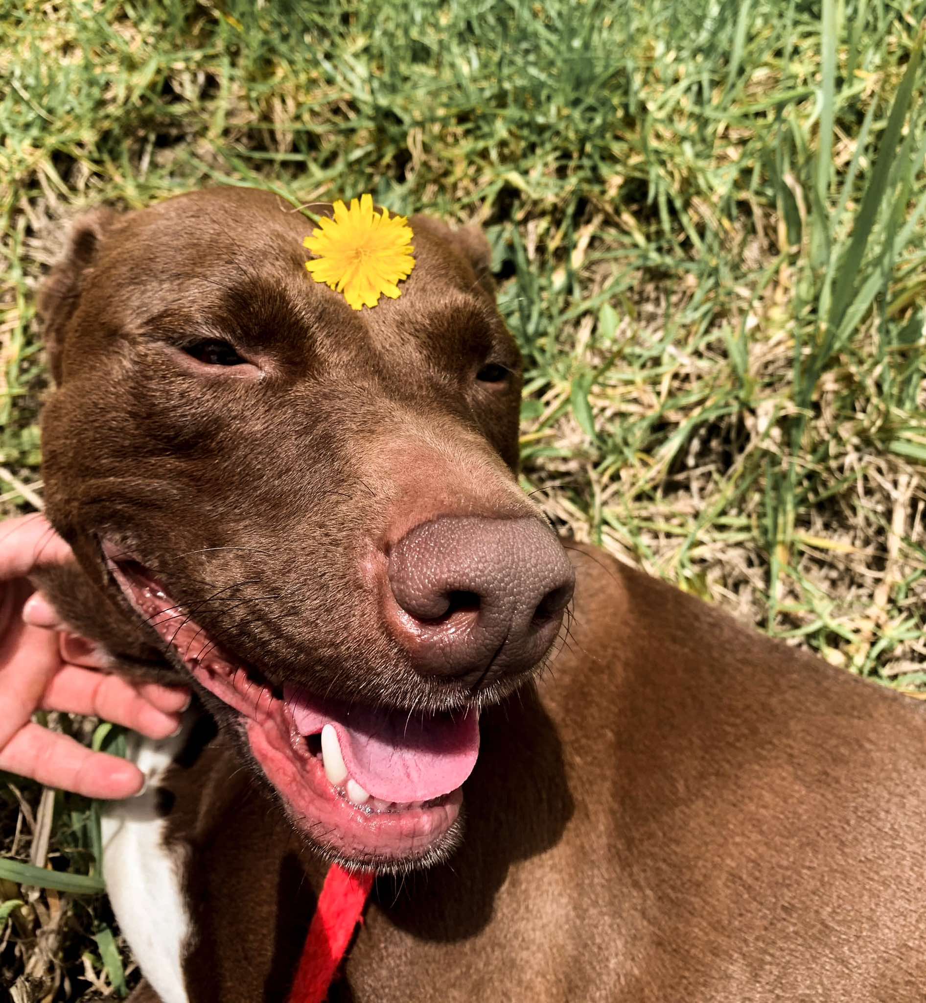 Safe Beds For Pets - Transport