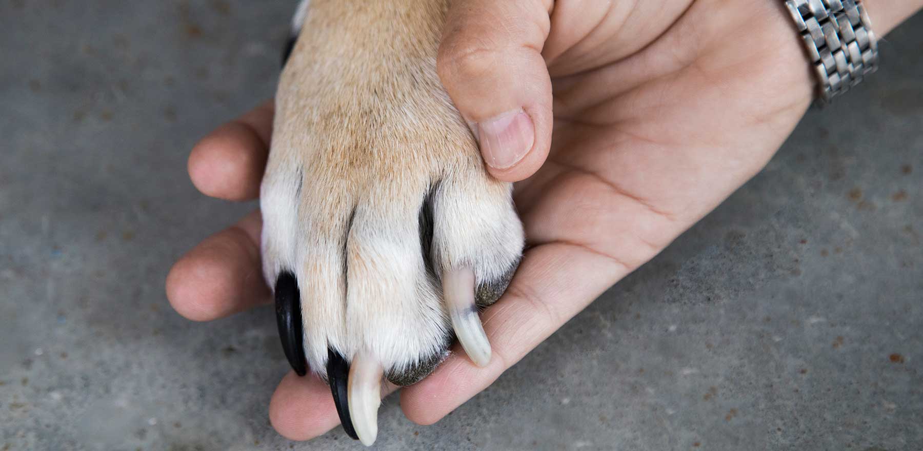 How Often Should You Cut Your Dog's Nails? | Preventive Vet